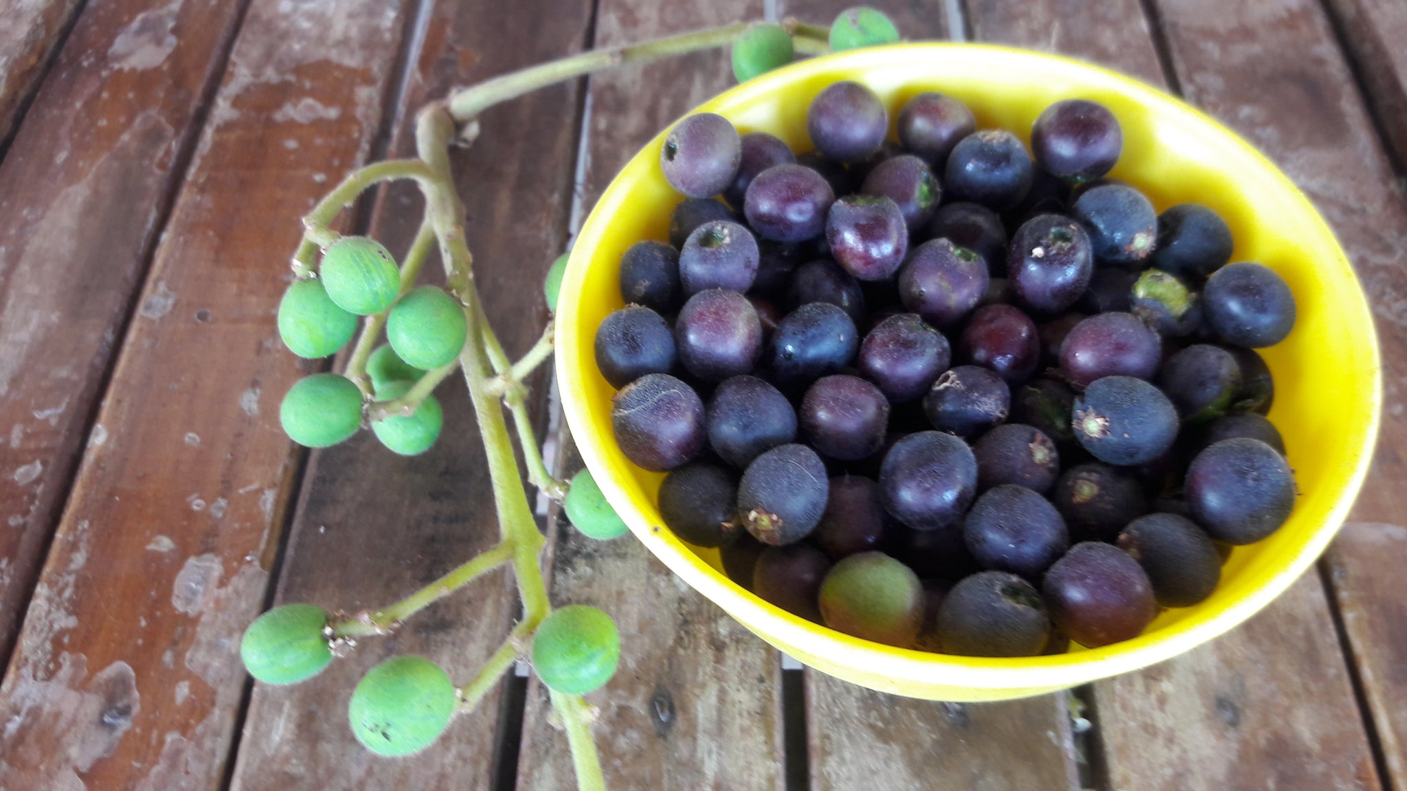 Achar Berries (Buchanania lLanzan)