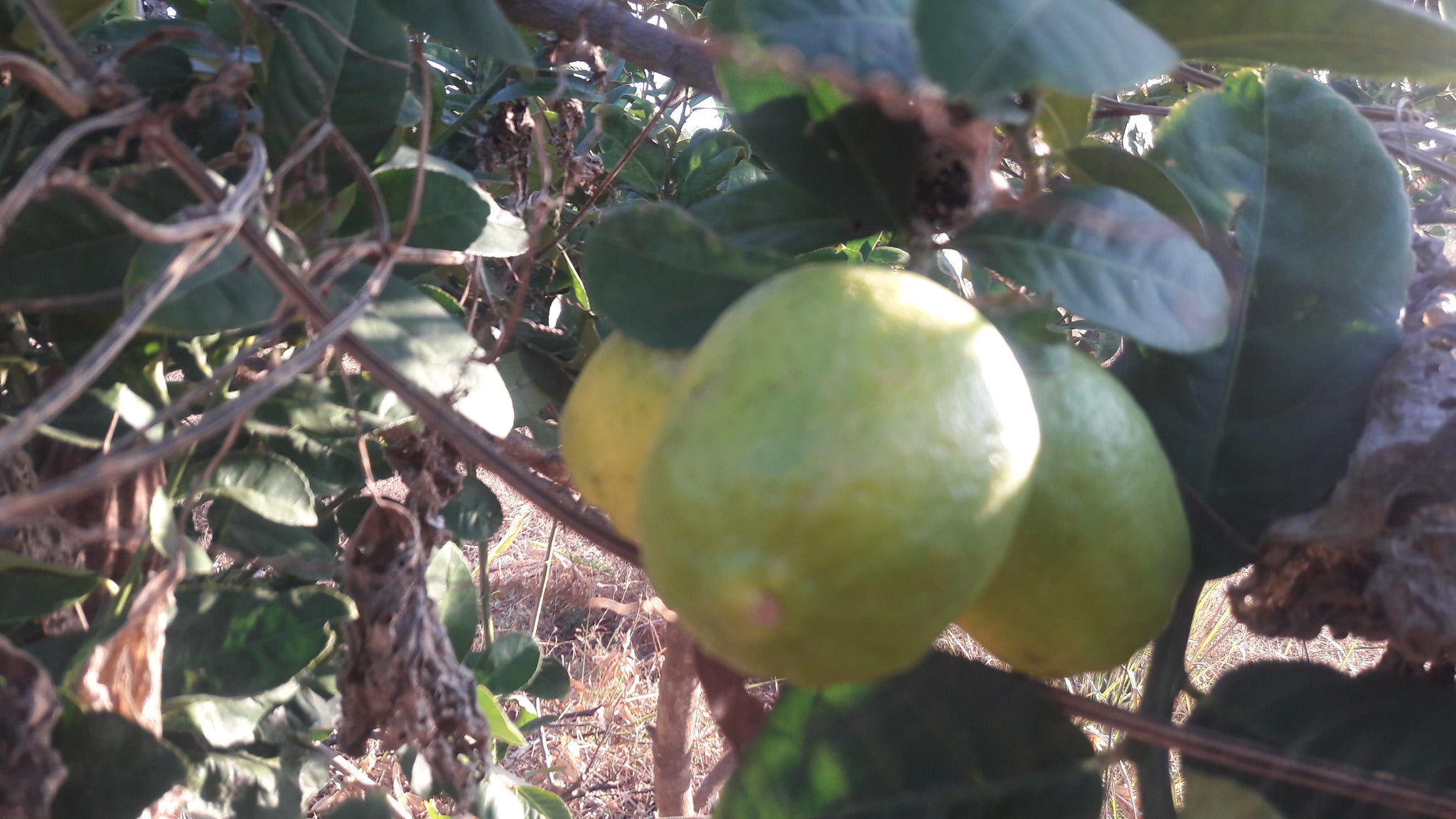 Natural Gondharaj Lemon (0.750 - 2.5 Kg)