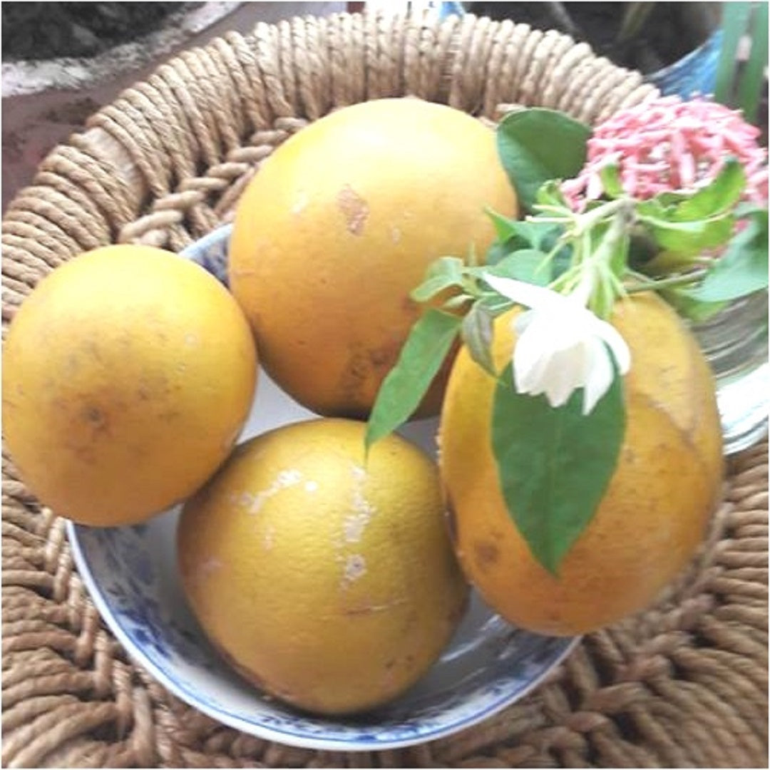 Bael Fresh Fruits from Bithoor/ Sohagpur (5-15 Fruits)