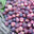 Falsa (Sherbet Berry) (350 gm)