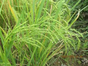 Native Rice (Kanki Rice) (1.5 - 9 Kg)