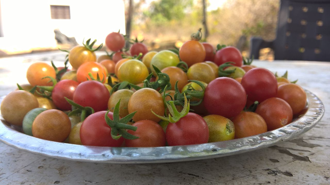 Wild Cherry Tomatoes (350 gm)