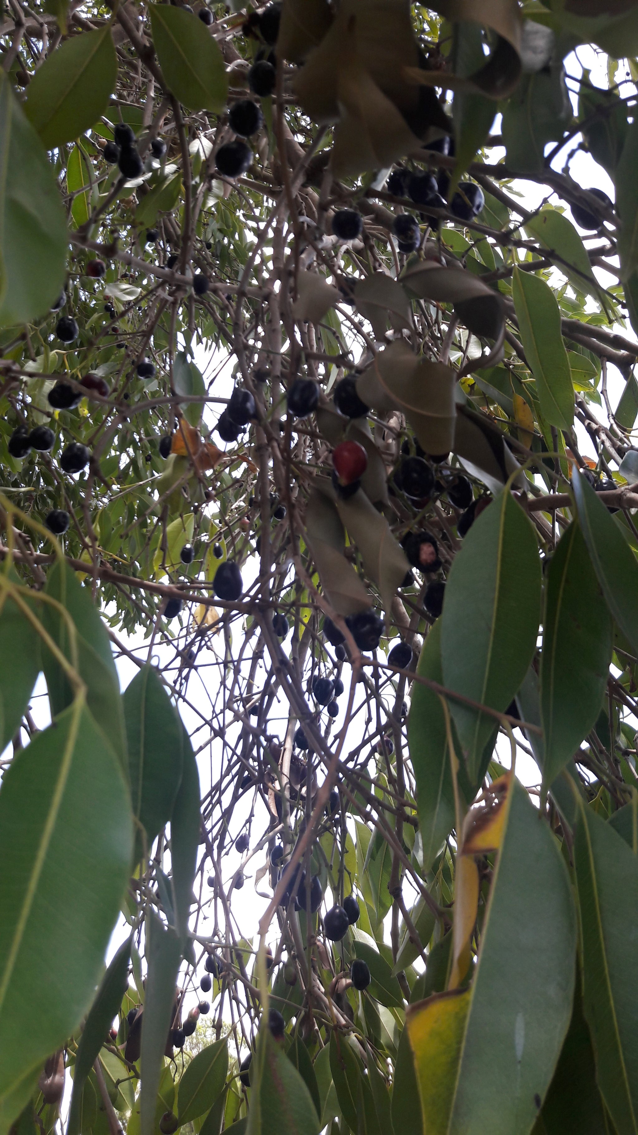 Jamun Fruit (750 gm)